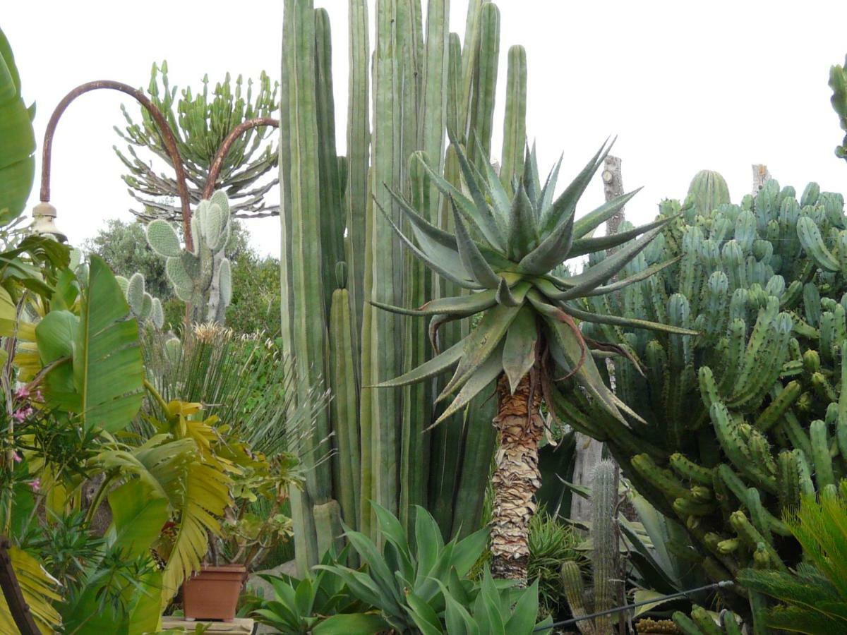 Villa Yucca Avola Esterno foto