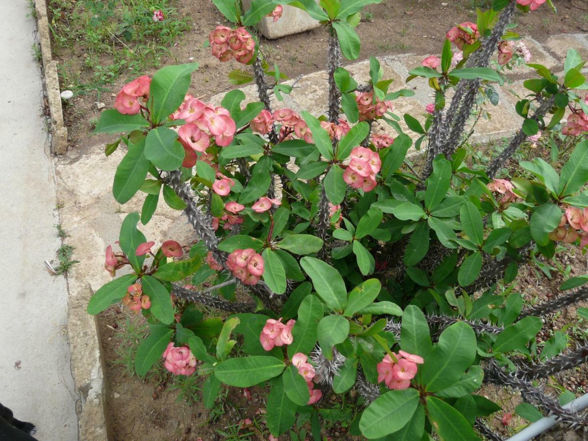 Villa Yucca Avola Esterno foto
