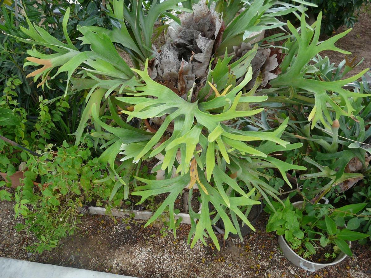 Villa Yucca Avola Esterno foto